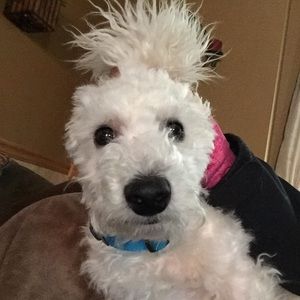 Meet your Posher, Shelly